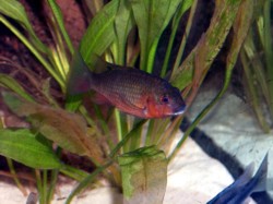 Tilapia snyderae, Männchen